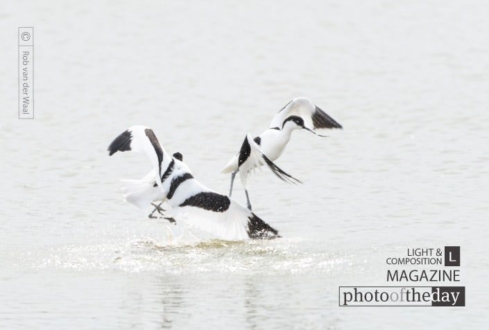 Balts of the Pied Avocet, by Rob van der Waal - Wildlife Photography, Nature Photography, Photo of the Day, Pied Avocet, Photography Awards