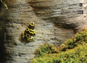 Yellow-banded Poison Dart, by Ann Arthur