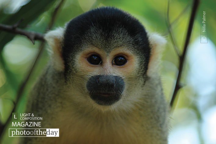 Capuchin Monkey, by Nilla Palmer - Wildlife Photography, Capuchin Monkey, Amazon, Photo of the Day, Nature Photography
