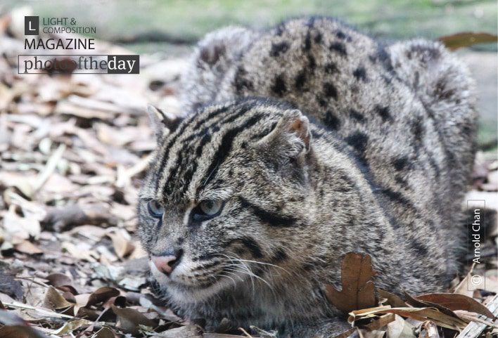 Fiddle the Fishing Cat, by Arnold Chan - Wildlife Photography, Photography Awards, Photo of the Day, Fishing Cat, Photography Education
