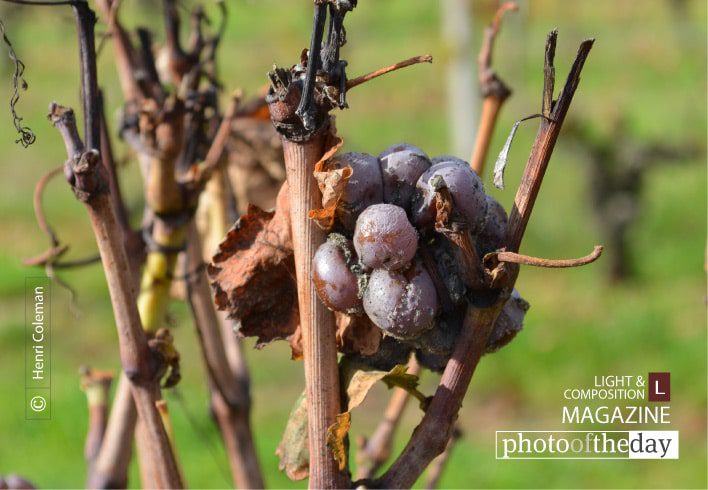 The Grand Rot, by Henri Coleman - Photo of the Day, Close-up Photography, Art Photography, Photography Awards, Henri Coleman