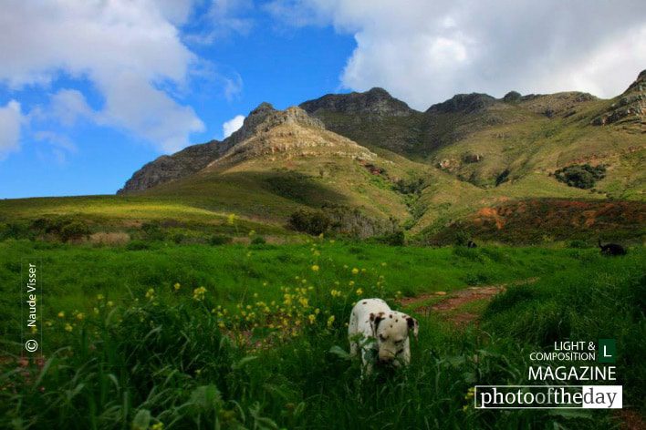 Vegetarian Dalmatian, by Naude Visser - Nature Photography, Photography Awards, Photo of the Day, Dalmatian, Photography Competition