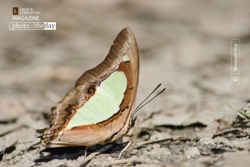 Polyura Athamas, by Nirupam Roy - Close-up Photography, Nature Photography, Photography Awards, Photo of the Day, Art Photography