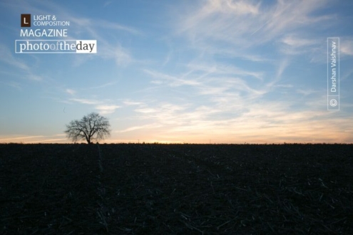 Tree, Field, and a Sunset, by Darshan Vaishnav - Photography, Photo of the Day, Award Winning Photography, Landscape Photography, Sunset Photography