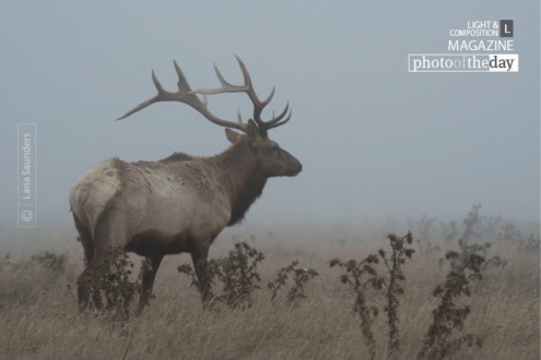 Point Reyes Elk, by Laria Saunders - Wildlife Photography, Photography Awards, Photo of the Day, Point Reyes Elk, Nature Photography