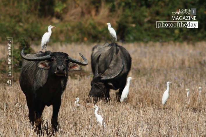 Cattle Egret and Buffalo, by Saniar Rahman Rahul - Wildlife Photography, Photojournalism, Nature Photography, Cattle Egret, Buffalo