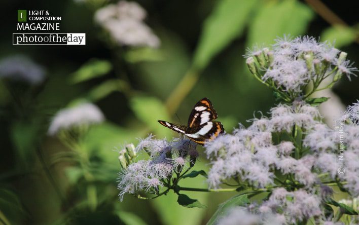 A Butterfly of Raimatang, by Nirupam Roy - Nature Photography, Close-up Photography, Photography Awards, Photo of the Day, Light & Composition