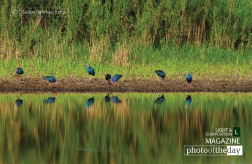 Purple Swamphen in Reflect, by Saniar Rahman Rahul - Wildlife Photography, Photojournalism, Purple Swamphen, Nature Photography, Photography Awards