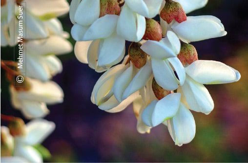 Acacia Blossom from Diyarbakir, by Mehmet Masum - Photojournalism, Nature Photography, Photography Awards, Acacia, Mehmet Masum