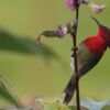 Wildlife Photography, Bird Photography, Photo of the Day, Photography Awards, Nature Photography – Crimson Sunbird, by Tareq Uddin Ahmed Crimson Sunbird, by Tareq Uddin Ahmed - Wildlife Photography, Bird Photography, Photo of the Day, Photography Awards, Nature Photography