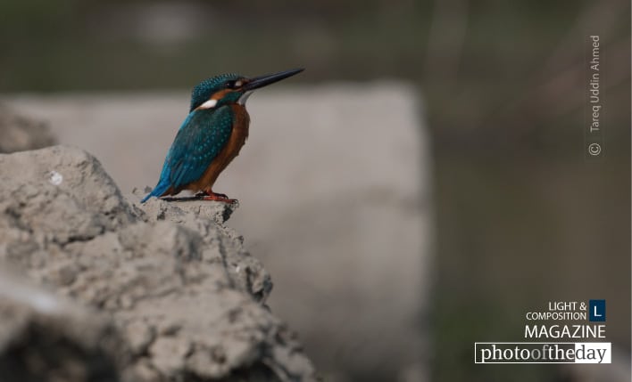 Gazing at, by Tareq Uddin Ahmed - Wildlife Photography, Photography Award, Photo of the Day, Nature Photography, Bird Photography