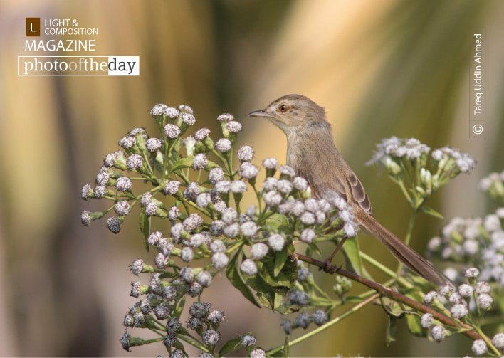 Hide and Seek, by Tareq Uddin Ahmed - Wildlife Photography, Photography Award, Photo of the Day, Nature Photography, Bird Photography