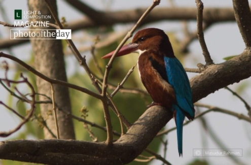 Basking White-Throated Kingfisher, by Masudur Rahman - White-Throated Kingfisher, Wildlife Photography, Bird Photography, Photo of the Day, Photography Awards