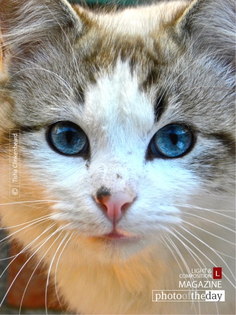 Blue Eyes, by Tisha Clinkenbeard - Wildlife Photography, Photography Awards, Photo of the Day, Nature Photography, Art Photography