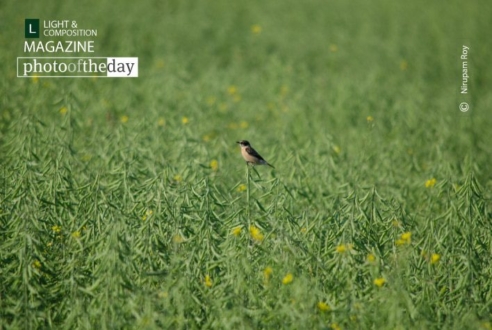 Alone, by Nirupam Roy - Wildlife Photography, Photo of the Day, Photography Award, Art Photography, Online Photography Courses