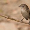 The Taiga Flycatcher, by Masudur Rahman - Wildlife Photography, Photo of the Day, Photography Awards, Bird Photography, Nature Photography