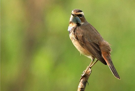 The Bluethroat, by Saniar Rahman Rahul - Bluethroat, Bird Photography, Wildlife Photography, Nature Photography, Photo of the Day
