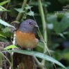Wildlife Photography, Photo of the Day, Photography Awards, Bird Photography, Nature Photography – The White-rumped Shama, by Tareq Uddin Ahmed The White-rumped Shama, by Tareq Uddin Ahmed - Wildlife Photography, Photo of the Day, Photography Awards, Bird Photography, Nature Photography