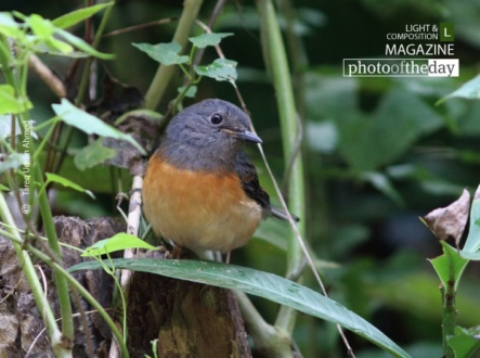 The White-rumped Shama, by Tareq Uddin Ahmed - Wildlife Photography, Photo of the Day, Photography Awards, Bird Photography, Nature Photography