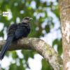 The Green-billed Malkoha, by Masudur Rahman - Wildlife Photography, Bird Photography, Photo of the Day, Photography Awards, Masudur Rahman