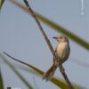 The Plain Prinia, by Tareq Uddin Ahmed - Wildlife Photography, Photo of the Day, Photography Awards, Nature Photography, Bird Photography