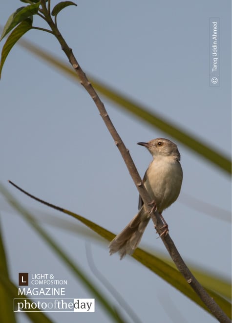 The Plain Prinia, by Tareq Uddin Ahmed - Wildlife Photography, Photo of the Day, Photography Awards, Nature Photography, Bird Photography