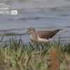 Common Sandpiper, by Tareq Uddin Ahmed - Wildlife Photography, Photo of the Day, Photography Awards, Common Sandpiper, Nature Photography