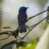 Wildlife Photography, Nature Photography, Photography Awards, Photo of the Day, Black-naped Monarch – The Black-naped Monarch, by Tareq Uddin Ahmed The Black-naped Monarch, by Tareq Uddin Ahmed - Wildlife Photography, Nature Photography, Photography Awards, Photo of the Day, Black-naped Monarch