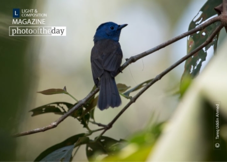 The Black-naped Monarch, by Tareq Uddin Ahmed - Wildlife Photography, Nature Photography, Photography Awards, Photo of the Day, Black-naped Monarch
