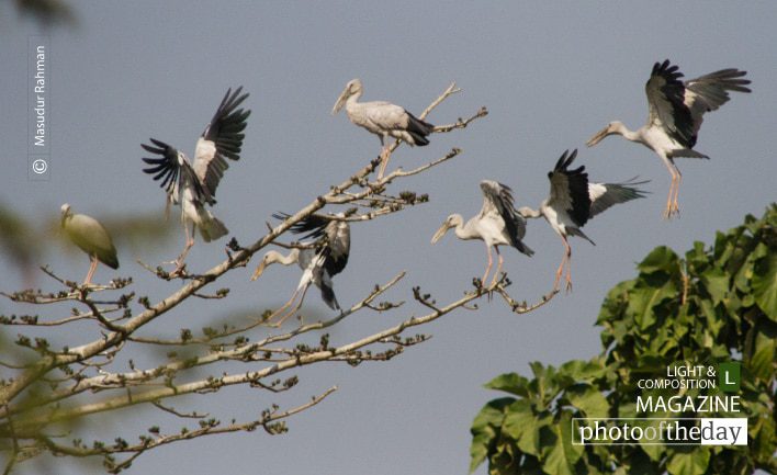 Asian Openbills, by Masudur Rahman - Wildlife Photography, Bird Photography, Asian Openbills, Photo of the Day, Photography Awards