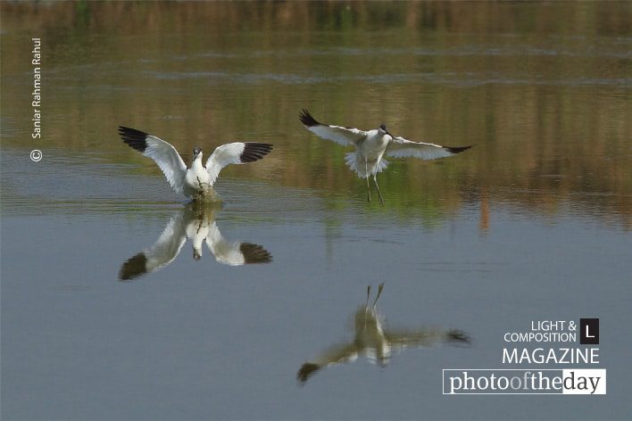 Pied Avocet, by Saniar Rahman Rahul - Pied Avocet, Wildlife Photography, Bird Photography, Photo of the Day, Photography Awards