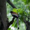 The Rufous Treepie, by Masudur Rahman - Wildlife Photography, Bird Photography, Photo of the Day, Photography Awards, Rufous Treepie