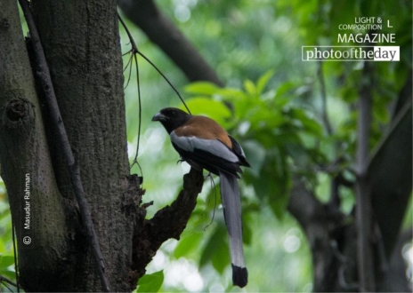 The Rufous Treepie, by Masudur Rahman - Wildlife Photography, Bird Photography, Photo of the Day, Photography Awards, Rufous Treepie