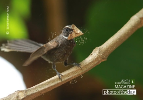 The White Throated Fantail, by Saniar Rahman Rahul - White-Throated Fantail, Wildlife Photography, Bird Photography, Nature Photography, Photo of the Day