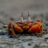Red Crabs, by Shahnaz Parvin - Photojournalism, Nature Photography, Close-up Photography, Award-Winning Photography, Documentary Photography
