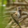Indian Silverbills, by Saniar Rahman Rahul - Wildlife Photography, Indian Silverbills, Photo of the Day, Photography Awards, Nature Photography