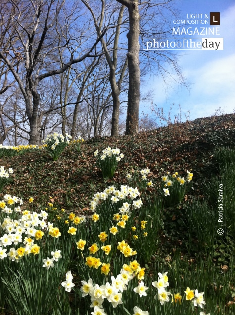 Central Park, by Patricia Saraiva - Nature Photography, Photo of the Day, Photography Awards, Central Park, Art Photography