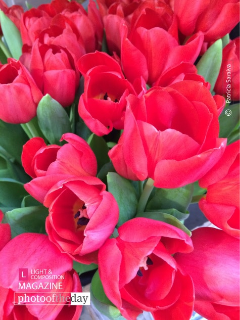 Flowers, by Patricia Saraiva - Flower Photography, Award Winning Photography, Color Photography, Photo of the Day, Patricia Saraiva