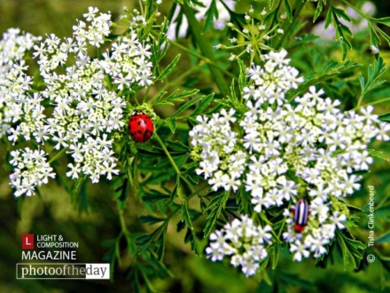 All in the Details, by Tisha Clinkenbeard - Nature Photography, Photography Awards, Photo of the Day, Art Photography, Online Photography Courses