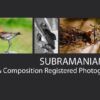 Subramaniam K V - Nature Photography, Wildlife Photography, Photography Awards, Photojournalism, Light & Composition