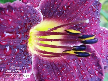 After the Shower, by Tisha Clinkenbeard - Nature Photography, Close-up Photography, Photo of the Day, Photography Awards, Art Photography