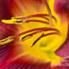 Close-up Photography, Nature Photography, Photo of the Day, Photography Awards, Spring Lily – Spring Lily, by Tisha Clinkenbeard Spring Lily, by Tisha Clinkenbeard - Close-up Photography, Nature Photography, Photo of the Day, Photography Awards, Spring Lily