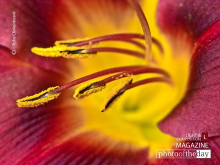 Spring Lily, by Tisha Clinkenbeard - Close-up Photography, Nature Photography, Photo of the Day, Photography Awards, Spring Lily