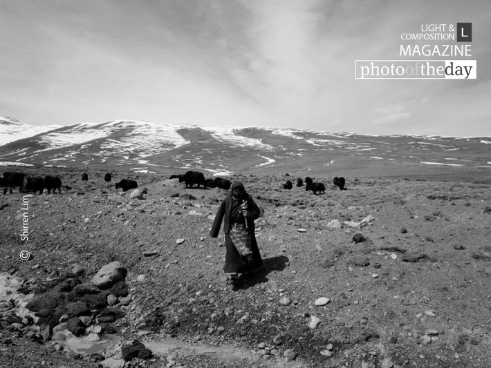 The Yak Herder, by Shirren Lim - Travel Photography, Photojournalism, Photography Awards, Photo of the Day, Award Winning Photography