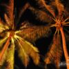 Palms at Night, by Ryszard Wierzbicki - Night Photography, Photography Awards, Photo of the Day,  Award Winning Photography, Landscape Photography