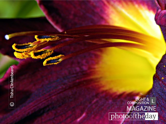Dark Lily, by Tisha Clinkenbeard - Close-up Photography, Photography Award, Photo of the Day, Nature Photography, Macro Photography