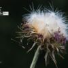 Photo of the Day, Close-up Photography, Photojournalism, Art Photography, Photography Awards – Lonely Thistle, by Zoe Ladika Lonely Thistle, by Zoe Ladika - Photo of the Day, Close-up Photography, Photojournalism, Art Photography, Photography Awards