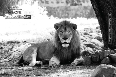 Alone, by Subhashish Nag Choudhury - Wildlife Photography, Photo of the Day, Art Photography, Photography Awards, Online Photography Courses