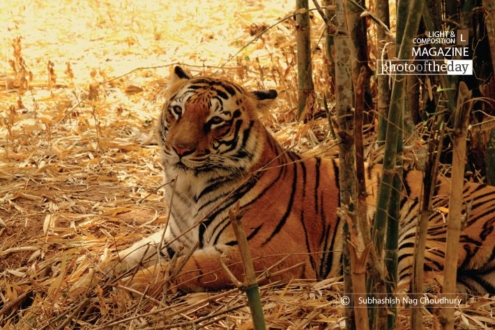 The Royal Look, by Subhashish Nag Choudhury - Wildlife Photography, Photojournalism, Photography Awards, Art Photography, Online Photography Courses