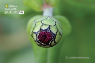 The Source of Life, by Subhashish Nag Choudhury